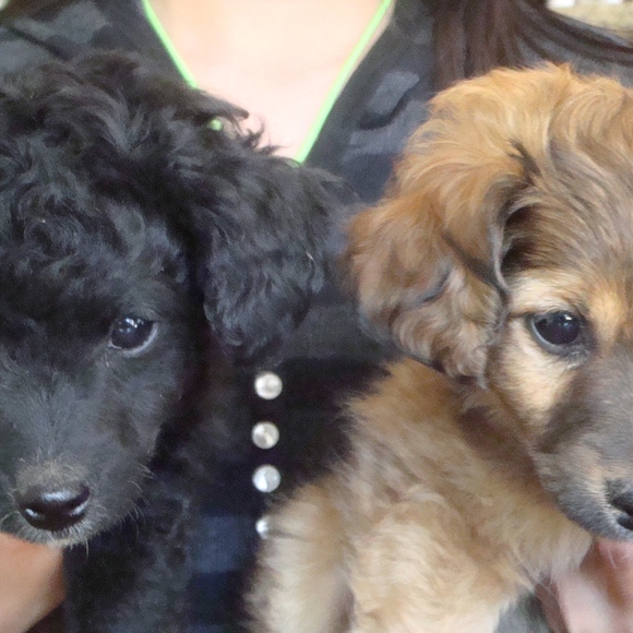 Meet your Posher, Viva - Picture 8 of 8